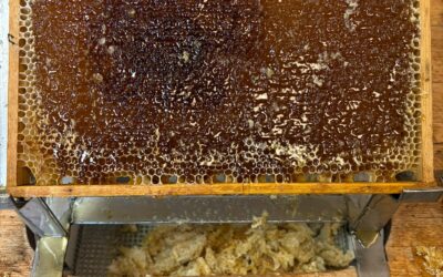 Die Welt der Bienen entdecken